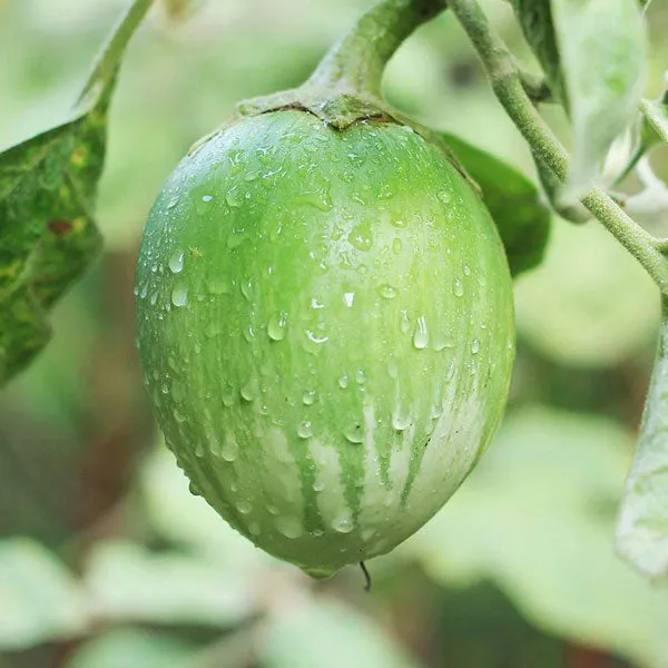 Aubergine/Eggplant Matti F1 Seeds