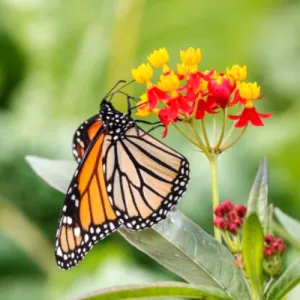 Bloodflower Milkweed Seeds