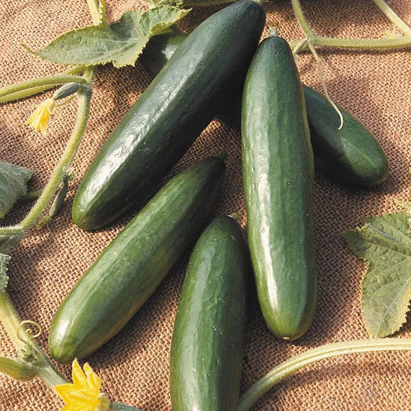 Cucumber Merlin F1 Seeds