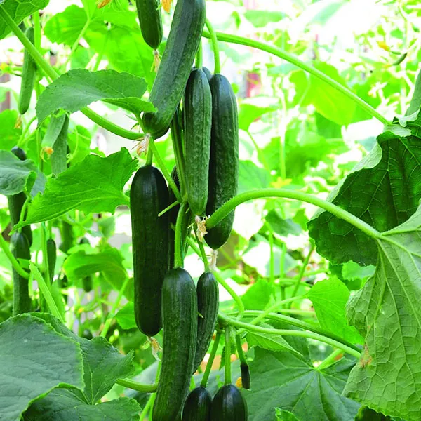 Cucumber Merlin F1 Seeds