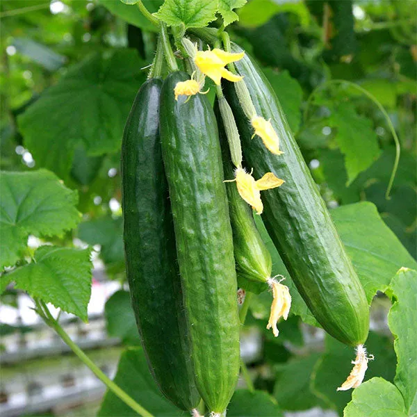 Cucumber Merlin F1 Seeds
