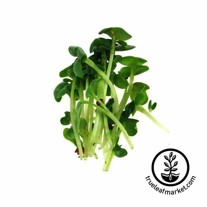 Seed Assortment: Colorful Microgreens
