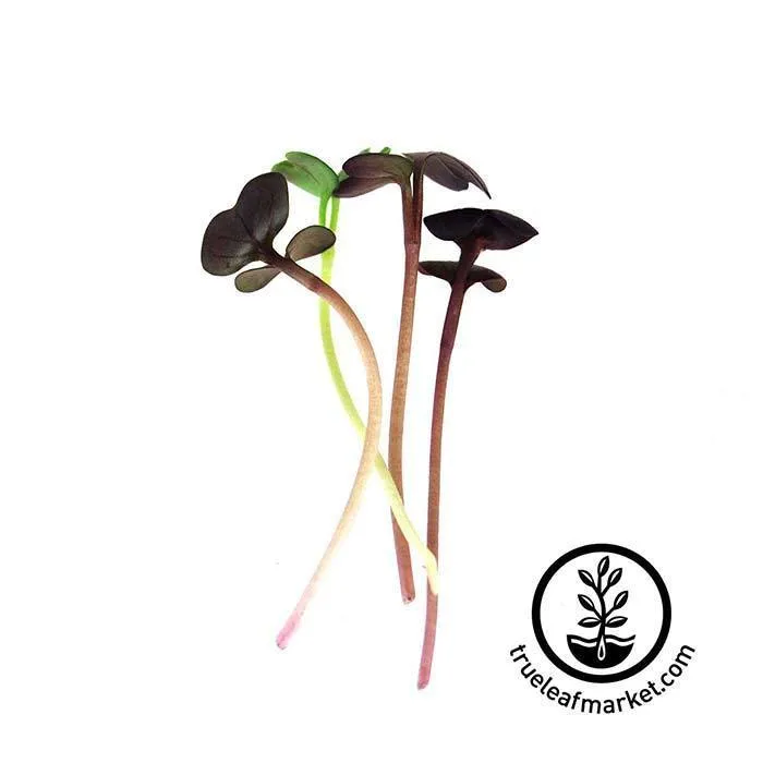 Seed Assortment: Colorful Microgreens