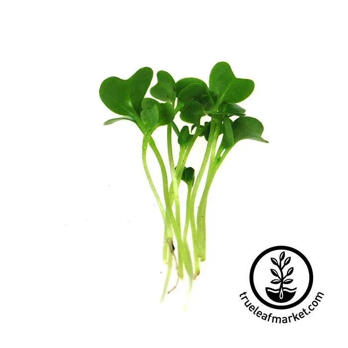 Seed Assortment: Colorful Microgreens