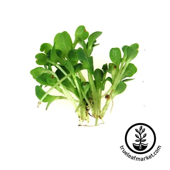 Seed Assortment: Colorful Microgreens