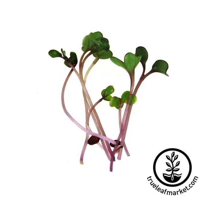 Seed Assortment: Colorful Microgreens