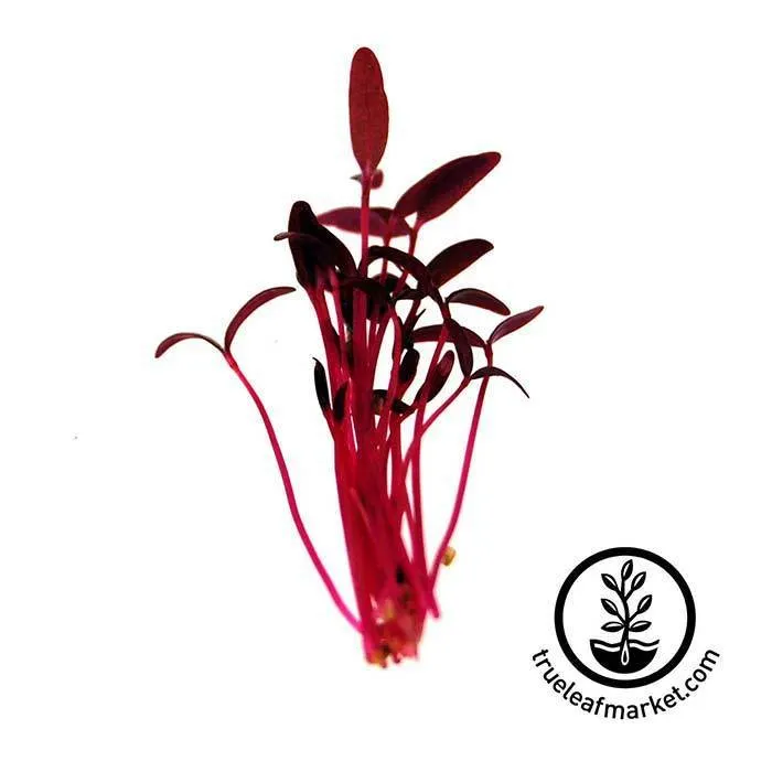 Seed Assortment: Colorful Microgreens