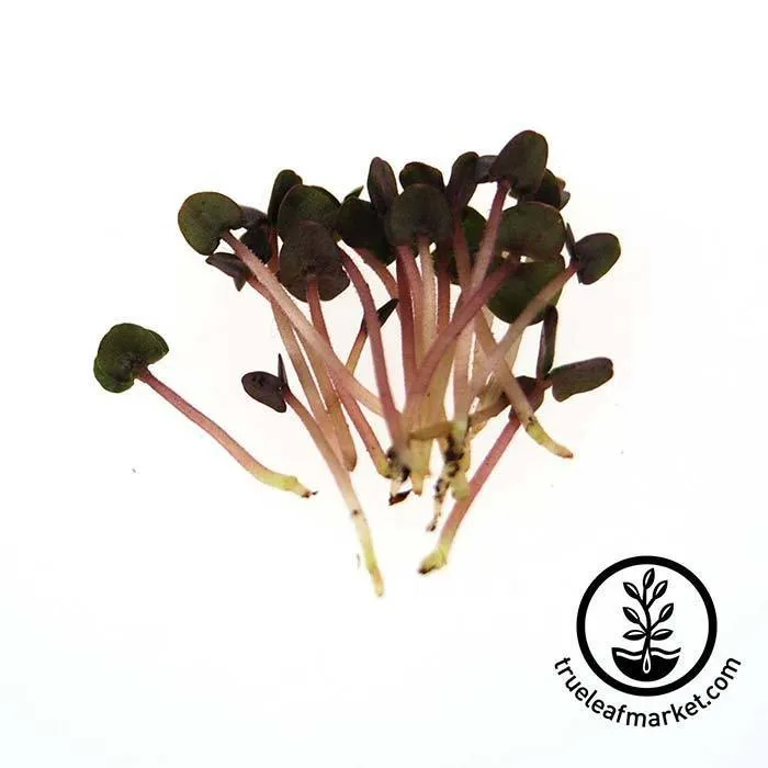 Seed Assortment: Colorful Microgreens