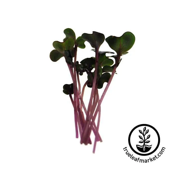 Seed Assortment: Colorful Microgreens